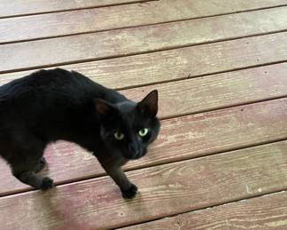 I wonder if Precious will like me?