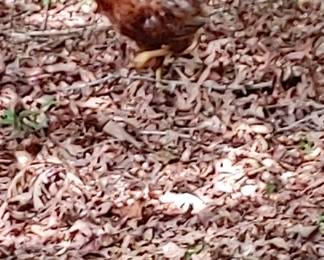 Precious met the chicken in the back yard...& she didn't pay it any attention. However ...it wasn't crazy about her! 