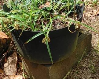 Plastic black pots with handles flower pots (2)