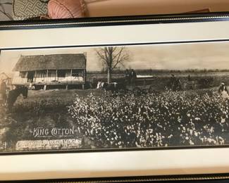 Antique panoramic photo of a cotton field