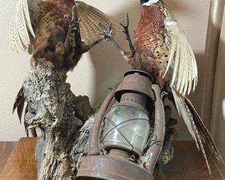 Pair Of Mounted Taxidermy Sparring Pheasants With Antique Lantern
