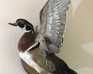Mounted Taxidermy Duck Wall Hanging
