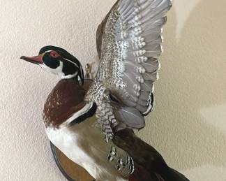 Mounted Taxidermy Duck Wall Hanging