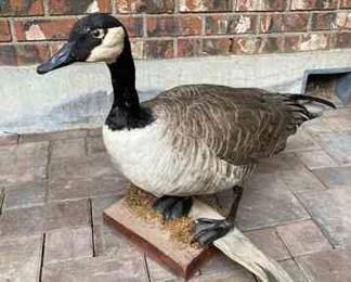 Canada Goose * Taxidermy