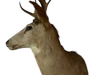 Large Mule Deer Taxidermy Shoulder Mount *
