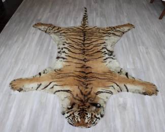 Antique 19th Century Bengal Tiger Skin Rug (7 ft from top of the head to the tip of the tale), in good condition