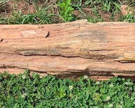 Petrified Wood is 46"