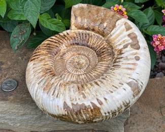 Ammonite from Madagascar