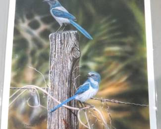 Signed Danny O'Driscoll, "The Morning Post" Florida Scrub Jay Print