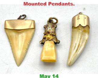 Lot 162 3pc Teeth in Gold Fill Mounted Pendants. 