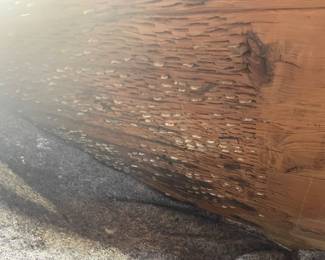 Very Large Antique Threshing Sled / Grain Tribulum