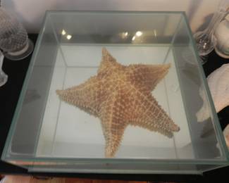 Large Starfish