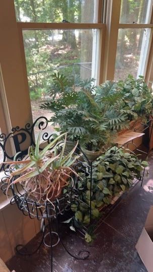 Wrought Iron Plant Stand And Plants