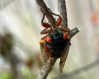 Cicada (See our video)