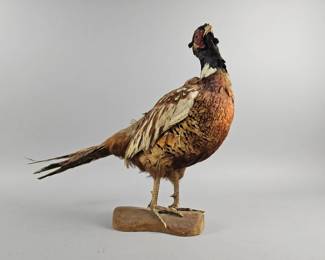 Lot 197 | Vintage Taxidermy Pheasant