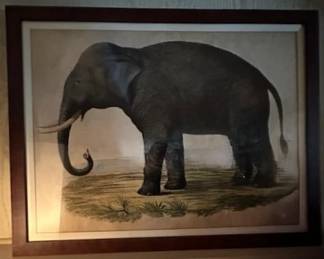 Framed 1846 Indian Elephant print