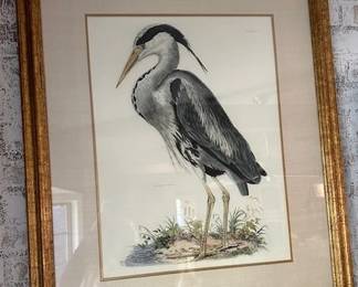 John Selby print of "Common Heron"
