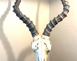  faux antelope skull, 