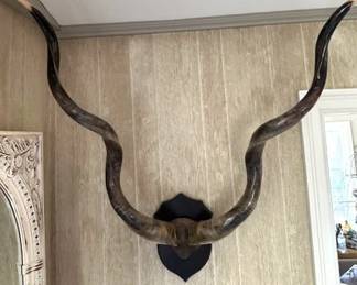 Large mounted African Kudu horns with skull plate, extends 38" and 3 ft top to bottom.