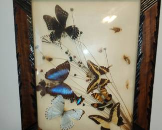 Vintage Butterfly Collection. 