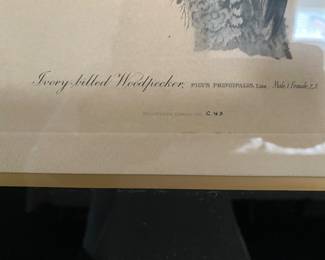 $200 - " Ivory billed woodpecker  "- Same publishers & print maker as 1st of same size. 22x29