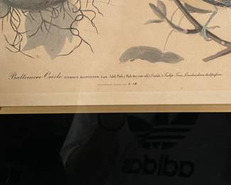 $200 - " Baltimore Oriole  "- Same publishers & print maker as 1st of same size. 22x29