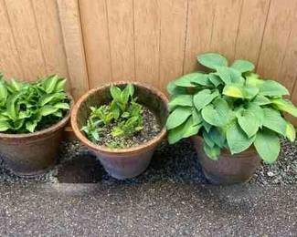 Three Ceramic Pots Of Hostas