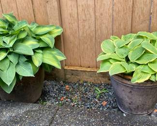 Two Ceramic Pots Of Hostas