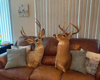 Stunning mounts!! SOFA SOLD