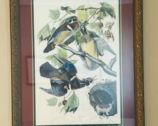 Summer and Wood Ducks Large framed Audubon 