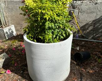 Potted plant and container