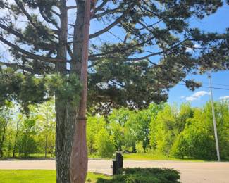 These iron street lights were from the Chicago world's fair and were originally gas.  There are 2 of then and are now electrified.   They have 3 dimensional cattails on them.  They are large.  We will also take offers before the sale on these