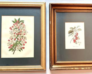 2 Vintage Botanical Prints, One With Cherries, In Gilded Frames
Lot #: 48