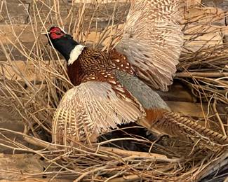 Pheasant Taxidermy