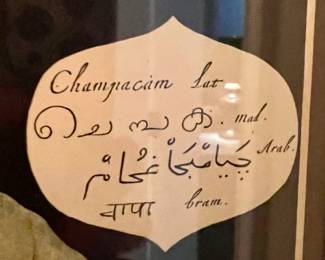 Paragon Dragonflies Artwork