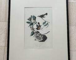 AUDUBON, John James (1785 - 1851) American Redstart, Plate 40. Variant 1.

Aquatint engraving with original hand color.

London: Robert Havell, 1827-1838 plate mark

Measures 19 ½ inches high by 12 ¼ inches wide

Frame: 39 inches high by 28 inches wide