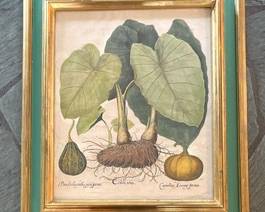 Basilius Besler Hand Colored Engraving from Hortus Eystettensis

Basilius Besler (1561–1629) Print, hand colored engraving on laid paper from Hortus Eystettensis, (Eichstat Nuremberg, 1613), Colocasia, text visible to verso.

Framed: 27½ inches high by 22 ½ inches wide, frame with chipping, losses, print with some spots and toning.