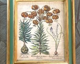 Basilius Besler (1561–1629) Print, hand colored engraving on laid paper from Hortus Eystettensis, (Eichstat Nuremberg, 1613), Daylily (I.Hemerocallis Calcedonica polyanthos) 

Framed: 27 ½ inches high by 22 ½ inches wide