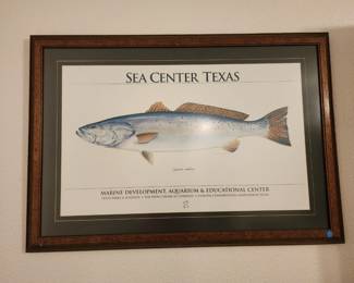 Sea Center Fish Picture