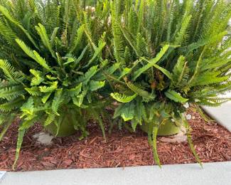 4 Giant ceramic potted plants