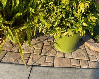 5 plants in green pots