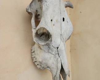 skull