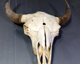 Bison Skull, Approx 27" x 28" x 10"