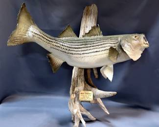 Bass Taxidermy Mount, 11 lbs 4 oz Fish Caught In Lake Texoma