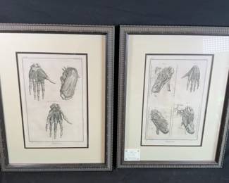 Anatomy, Hands And Feet Published 1770 Diderot Paris Copper Engraved