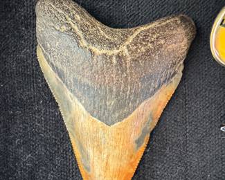 Vintage Whale's Tooth
