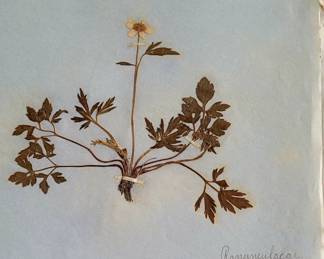 Pressed flowers dated 1900