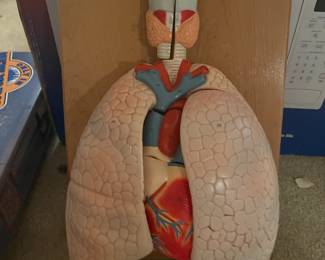 Denoyer Geppert Anatomical Model Cardiopulmonary