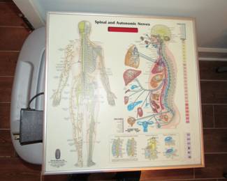 Lighted anatomy panel