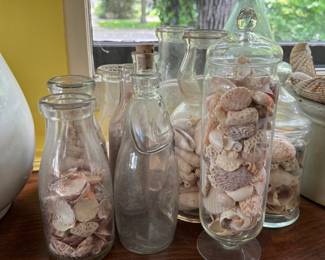 Seashell Collection